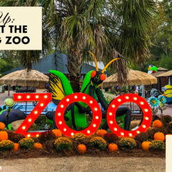 Zoo Boo at The Hattiesburg Zoo